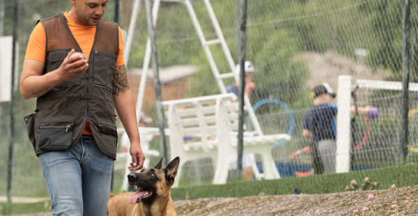 Hondentrainingslessen met Work'n'Dog Adacemy
