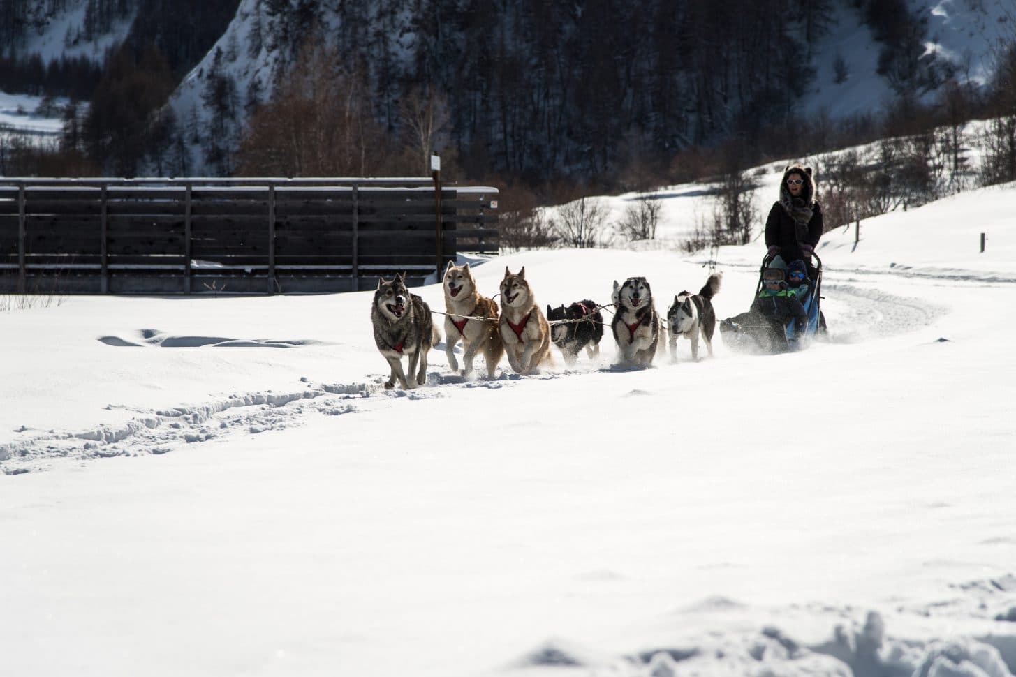 Activité chiens de traineaux à Valloire