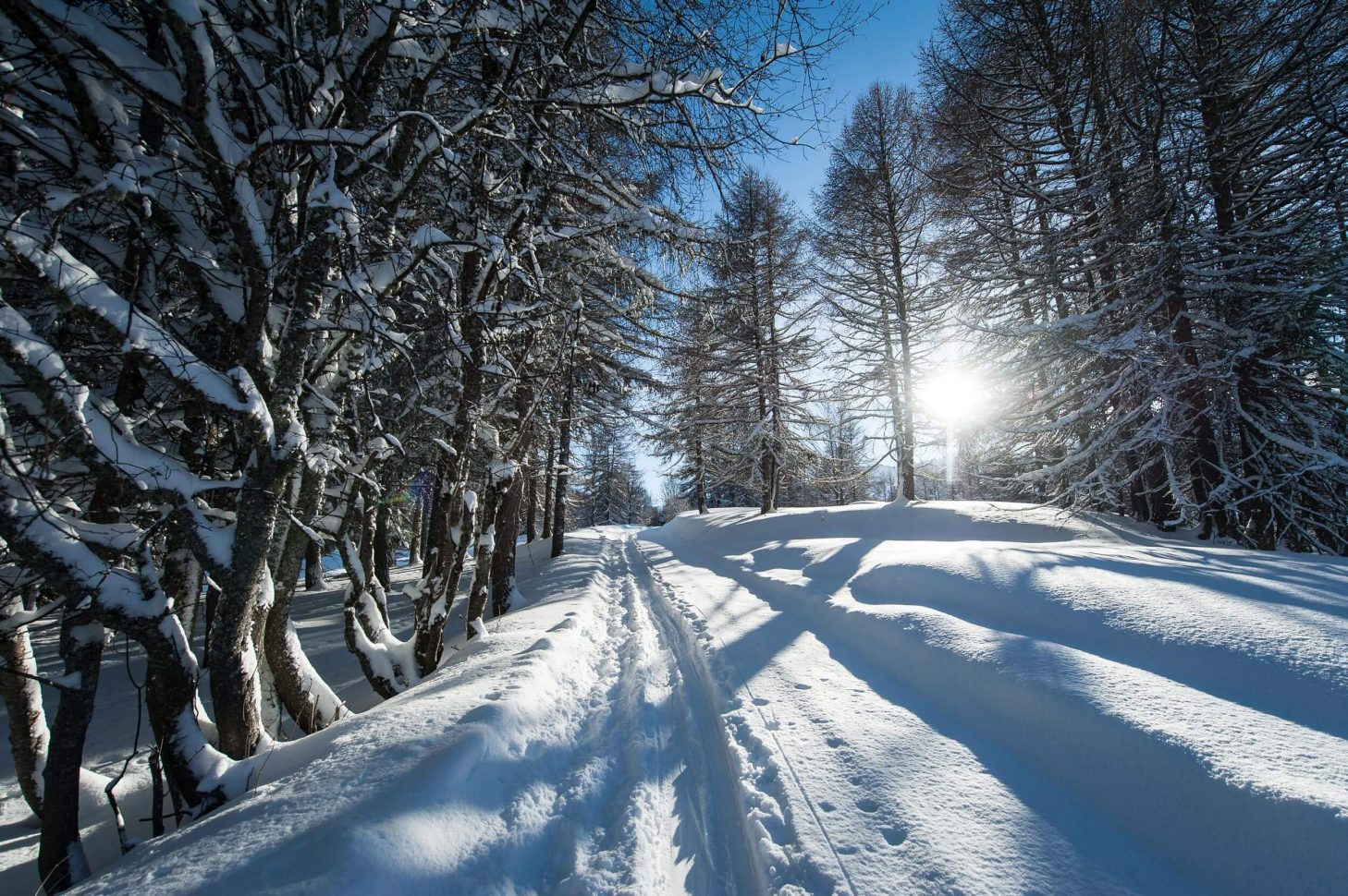 Promenons-nous dans les bois... à Valloire-Galibier